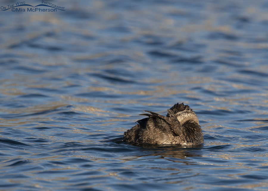 Preening female Ruddy Duck, Salt Lake County, Utah