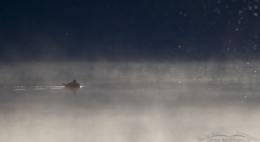 Ruddy Duck resting in morning fog, Farmington Bay WMA, Davis County, Utah