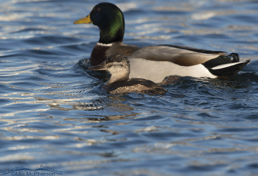 Ruddy Duck – Mallard size comparison, Salt Lake County, Utah