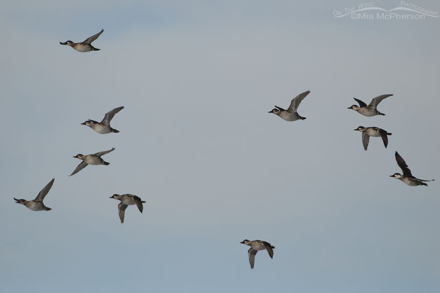 Flock of Ruddy Ducks in flight, Farmington Bay WMA, Davis County, Utah
