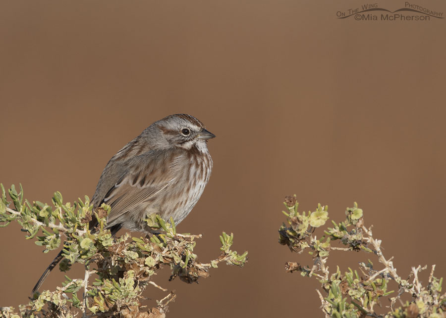 Autumn Song Sparrow perched on a greasewood, Farmington Bay WMA, Davis County, Utah
