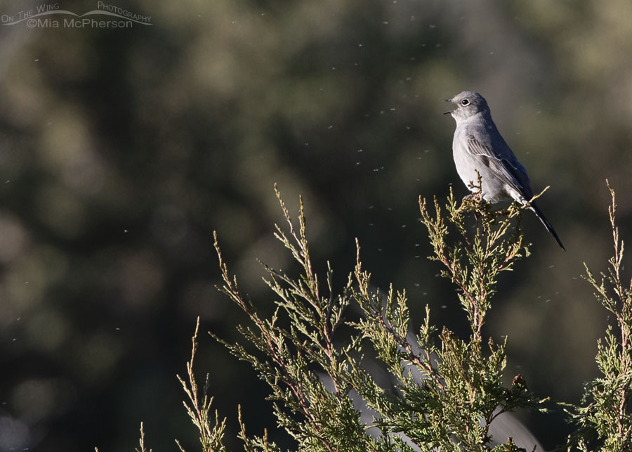 Singing Townsend's Solitaire and tiny flying bugs, West Desert, Tooele County, Utah