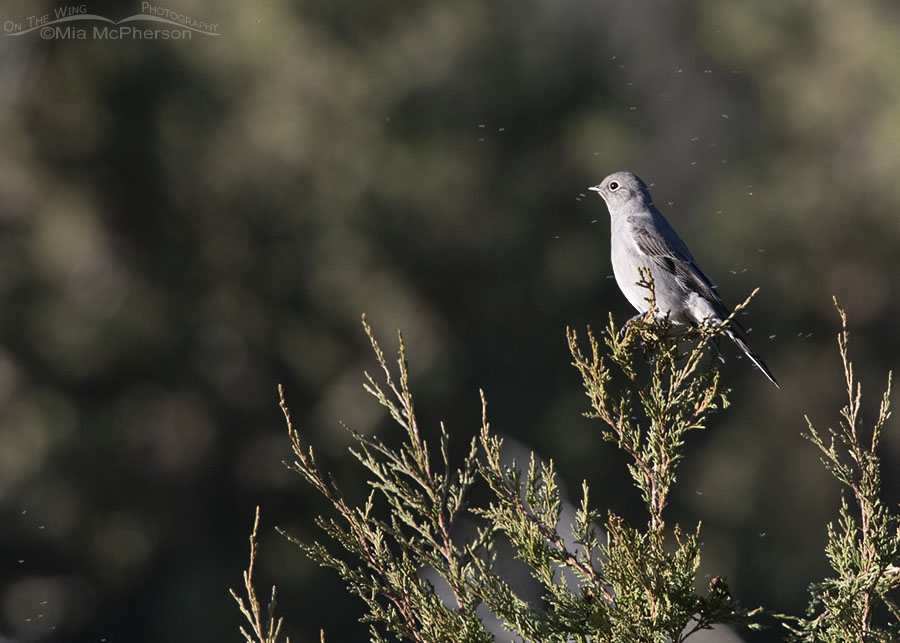 Autumn Townsend's Solitaire perched in a juniper, West Desert, Tooele County, Utah