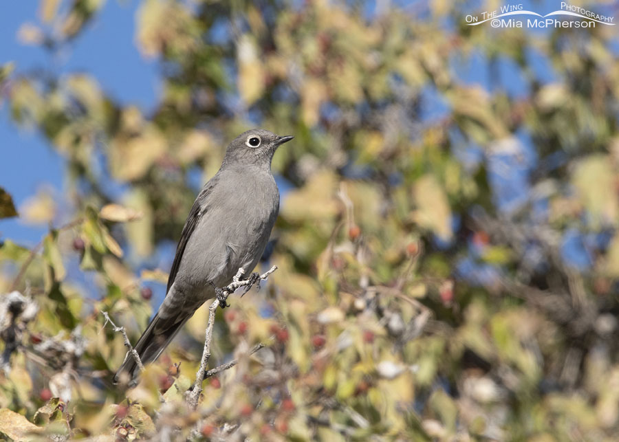 Adult Townsend's Solitaire perched in a Netleaf Hackberry, Box Elder County, Utah