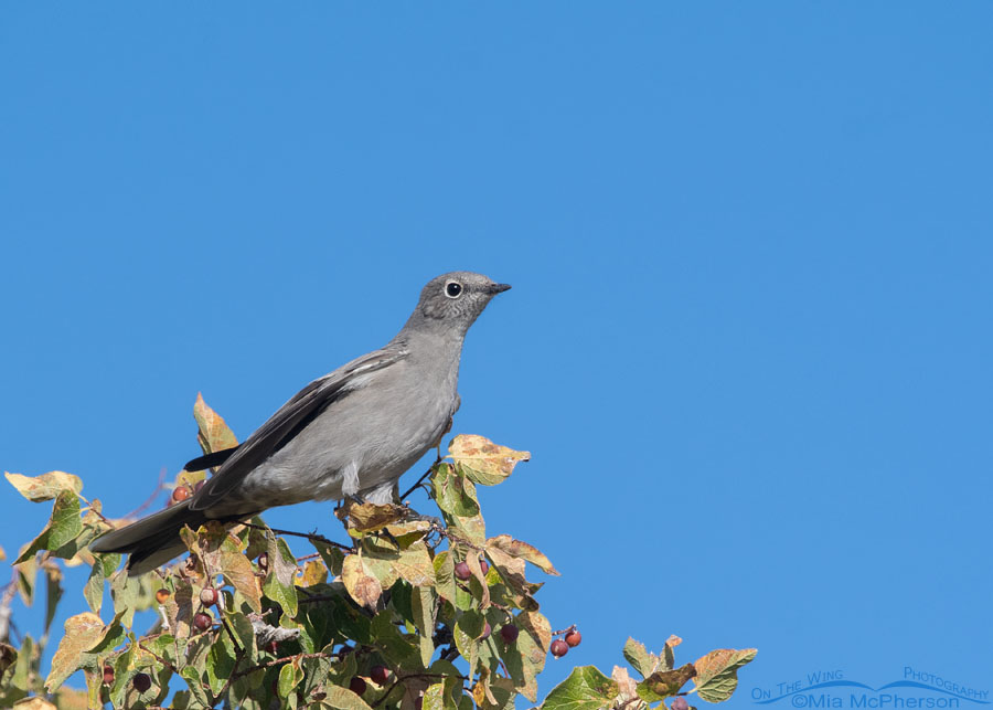 Alert Townsend's Solitaire perched on top of a tree, Box Elder County, Utah