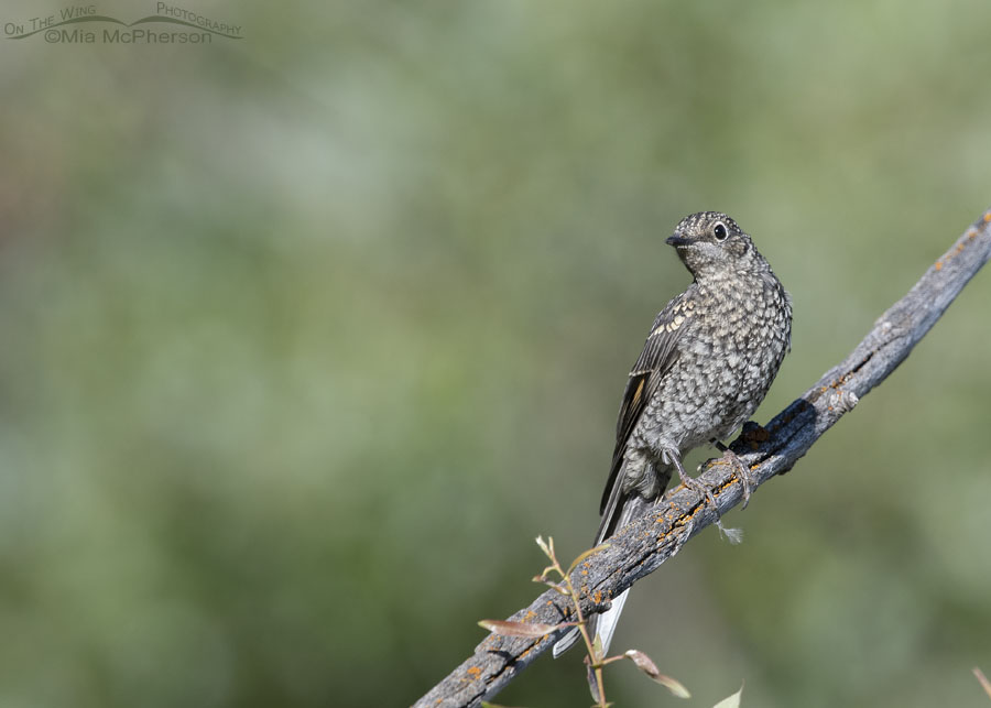 Immature Townsend's Solitaire high up in the Wasatch Mountains, Summit County, Utah