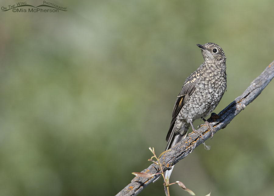 Juvenile Townsend's Solitaire perched on an old branch, Wasatch Mountains, Summit County, Utah