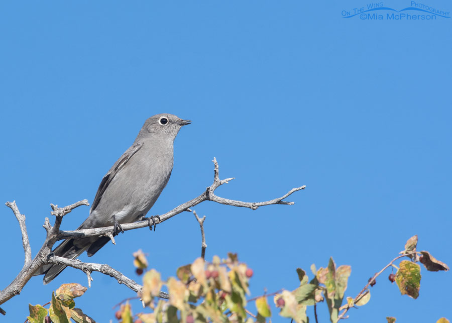 Autumn Townsend's Solitaire on a branch, Box Elder County, Utah