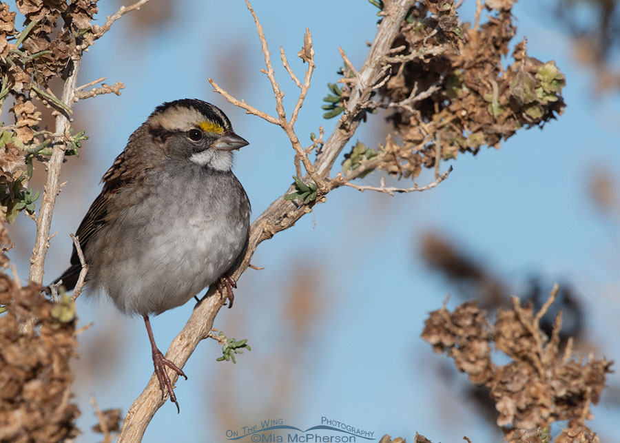 White-throated Sparrow adult in northern Utah, Farmington Bay WMA, Davis County, Utah
