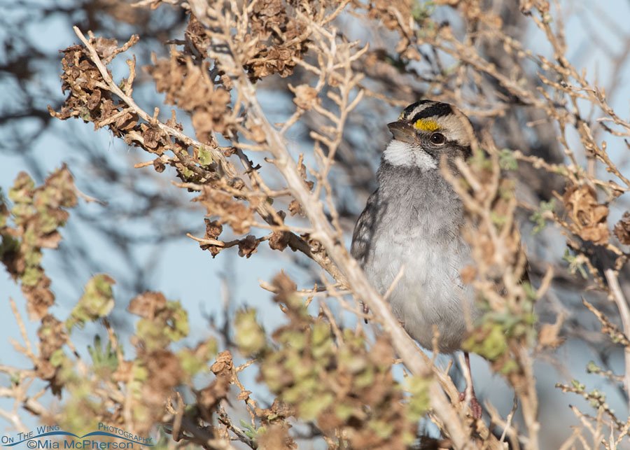 Adult White-throated Sparrow tucked into a greasewood, Farmington Bay WMA, Davis County, Utah