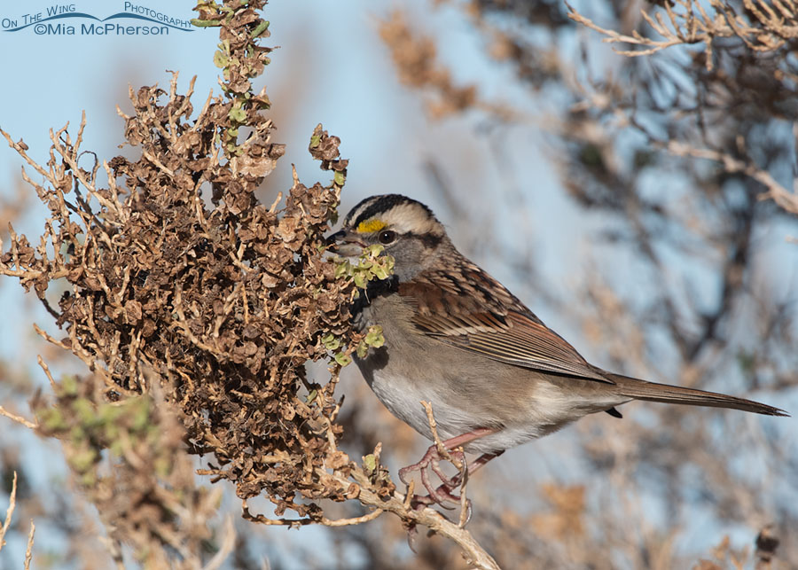 White-throated Sparrow eating greasewood seeds, Farmington Bay WMA, Davis County, Utah