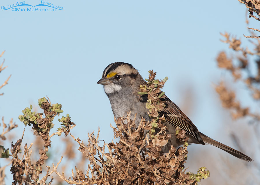 Adult White-throated Sparrow perched on a greasewood, Farmington Bay WMA, Davis County, Utah