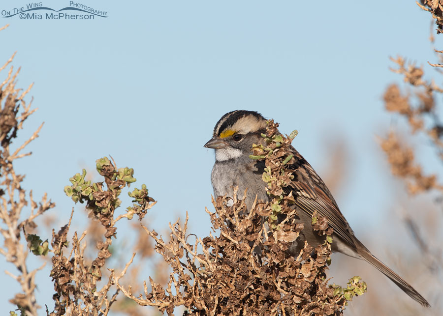 White-throated Sparrow adult in Davis County, Utah