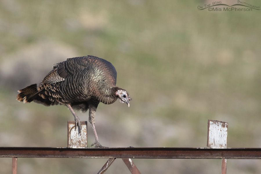 Wild Turkey hen walking on a rusty metal beam, Box Elder County, Utah