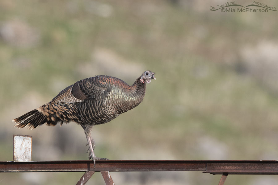 Wild Turkey hen on top of a rusty metal beam, Box Elder County, Utah