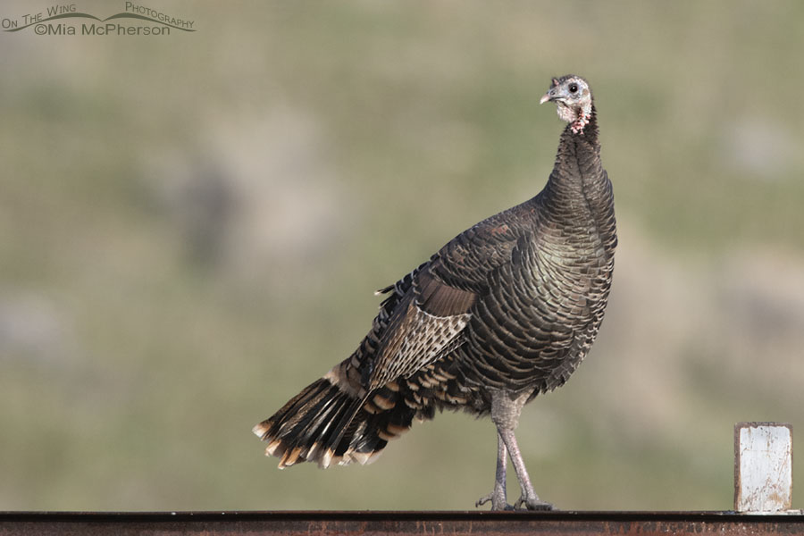 Wild Turkey hen on the look out, Box Elder County, Utah