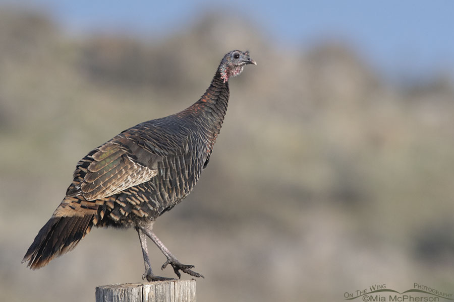 Adult Wild Turkey hen on a power pole, Box Elder County, Utah