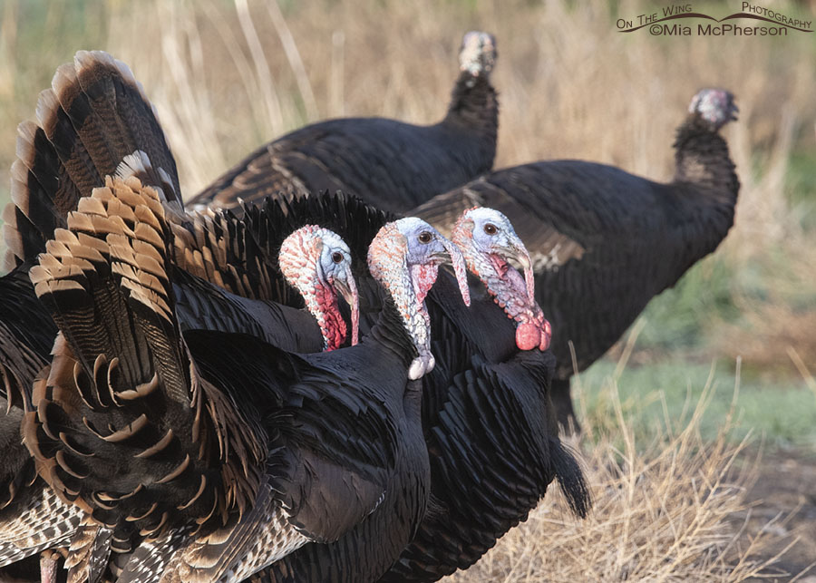 Three Wild Turkey toms in a row, Box Elder County, Utah
