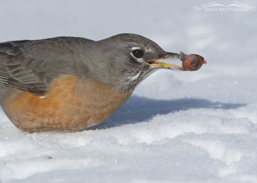 Winter American Robin foraging in snow, Salt Lake County, Utah
