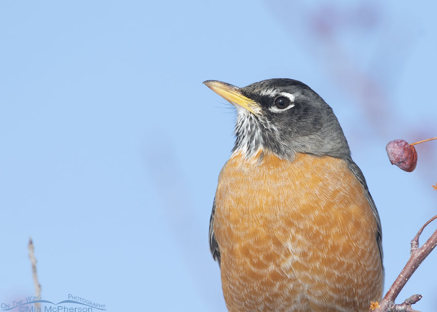 American Robin against a winter sky, Salt Lake County, Utah