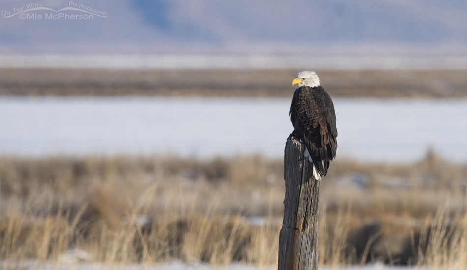 Bald Eagle on a large wooden post, Bear River Migratory Bird Refuge, Box Elder County, Utah