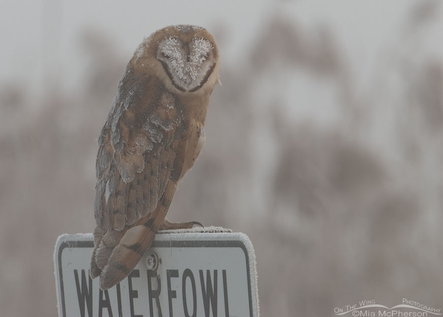Barn Owl covered in hoar frost, Farmington Bay WMA, Davis County, Utah