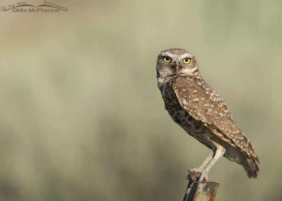 Adult female Burrowing Owl in the desert, Box Elder County, Utah