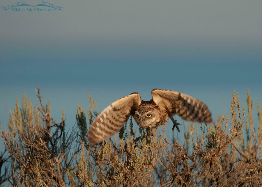Adult Burrowing Owl lifting off from sage with the Great Salt Lake in the background, Antelope Island State Park, Davis County, Utah