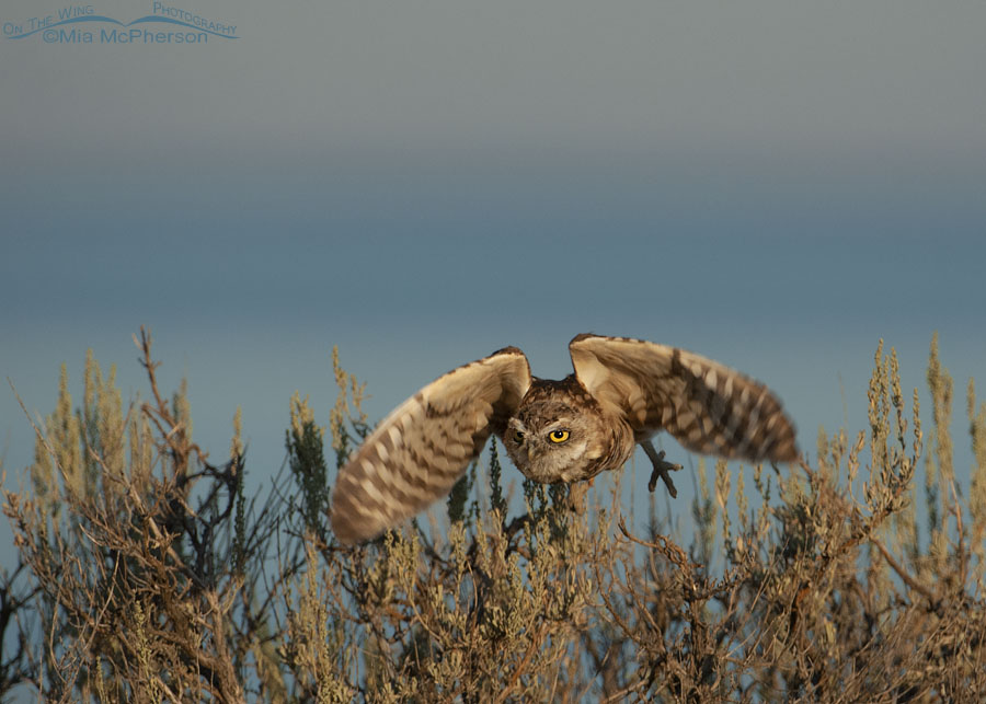 Adult Burrowing Owl lifting off from sage with the Great Salt Lake in the background, Antelope Island State Park, Davis County, Utah