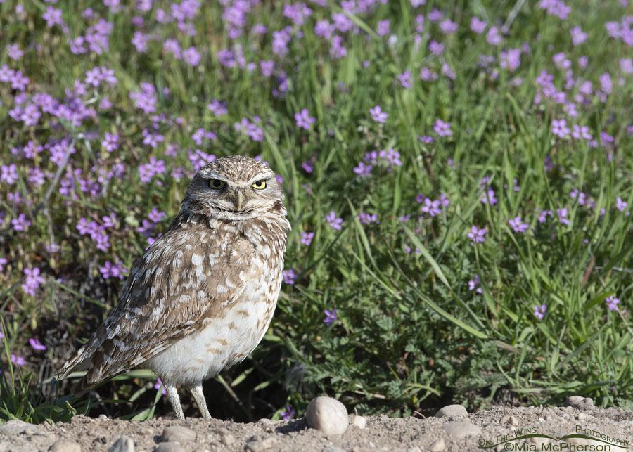 Adult male Burrowing Owl watching over his burrow, Antelope Island State Park, Davis County, Utah