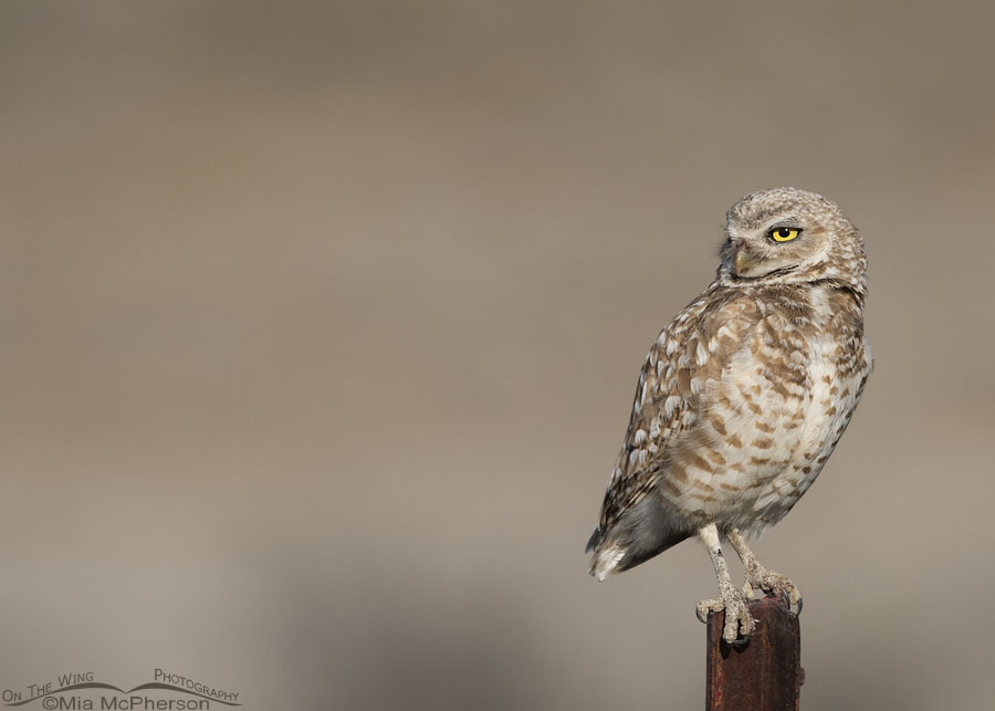 Male Burrowing Owl adult watching over his young from a metal post, Box Elder County, Utah