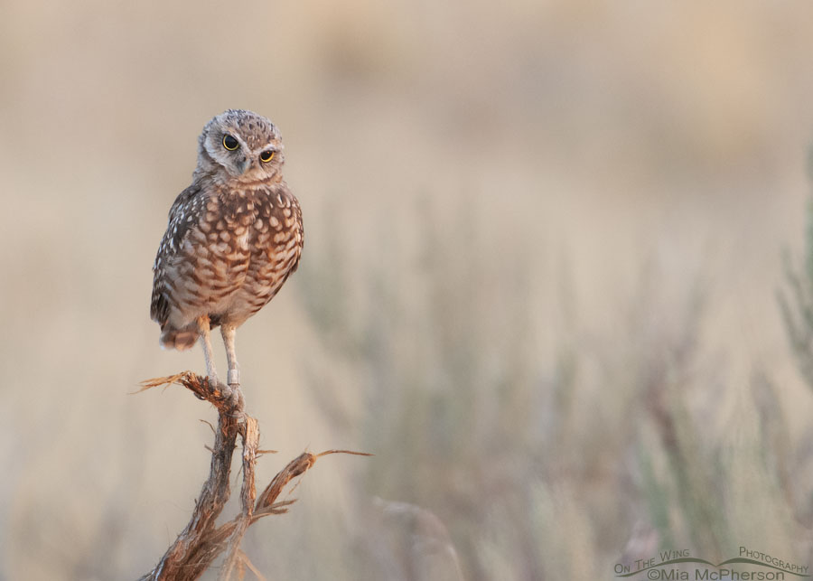 Immature Burrowing Owl on a stump in soft morning light, Antelope Island State Park, Davis County, Utah