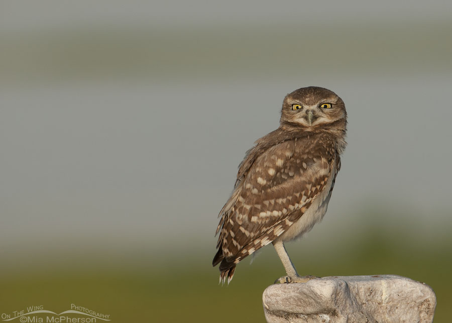 Squinting juvenile Burrowing Owl, Antelope Island State Park, Davis County, Utah