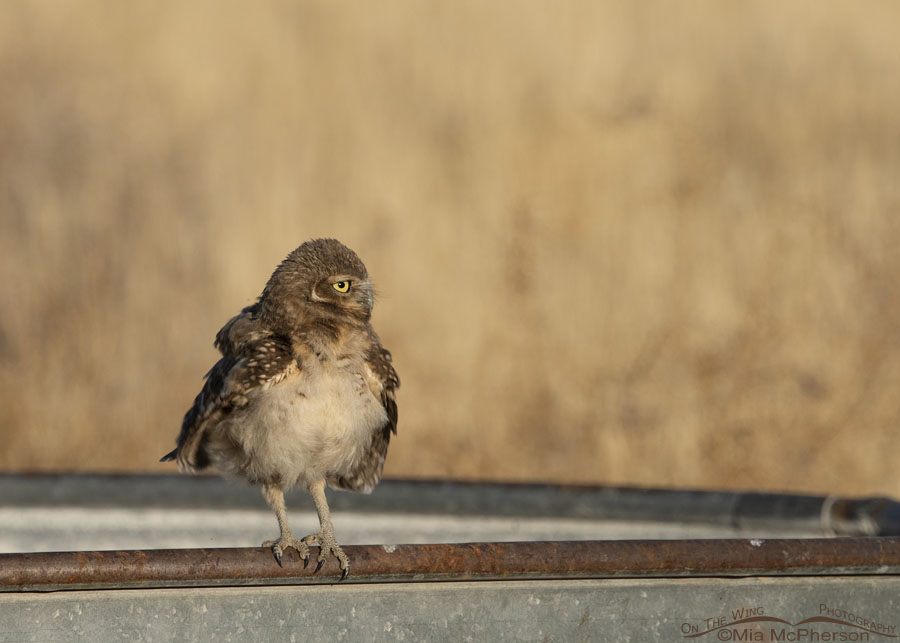 Juvenile Burrowing Owl rousing on a water trough, Box Elder County, Utah