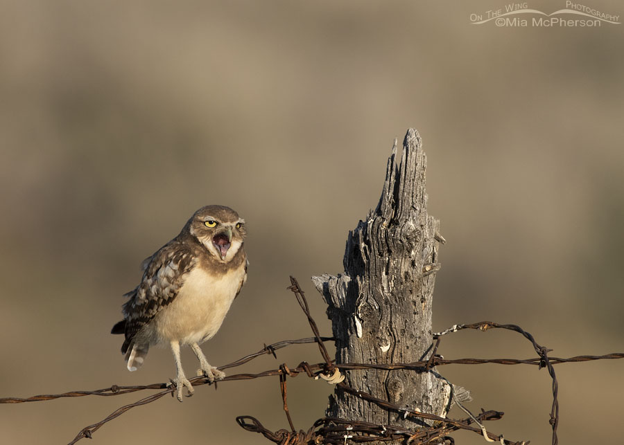 Juvenile Burrowing Owl yawning next to a gnarly fence post, Box Elder County, Utah