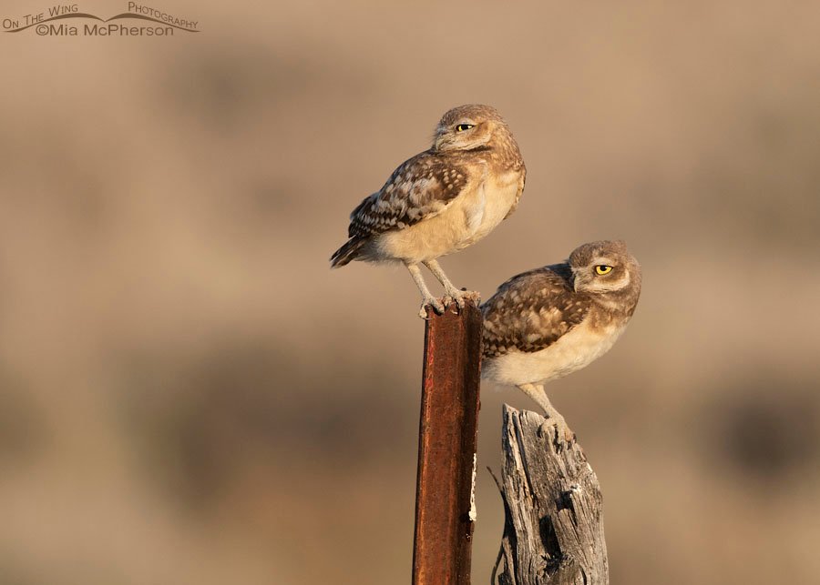 Sibling Burrowing Owl juveniles in the desert, Box Elder County, Utah