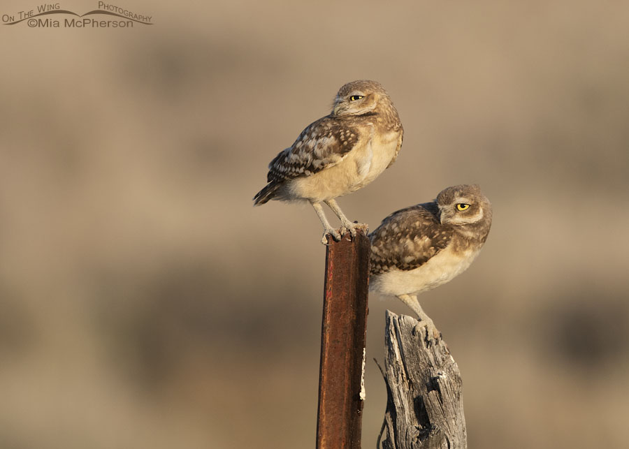 Sibling Burrowing Owl juveniles in the desert, Box Elder County, Utah