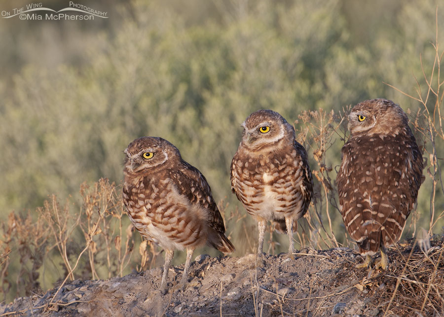 Three Burrowing Owl juveniles next to a road, Antelope Island State Park, Davis County, Utah