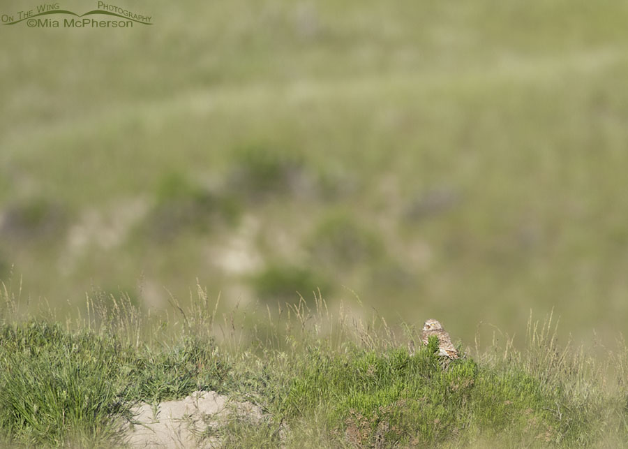 Adult male Burrowing Owl on top of a grassy knoll, Box Elder County, Utah