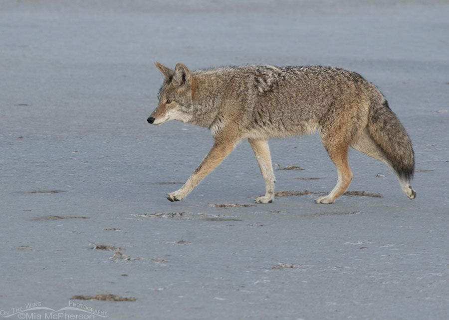 Adult Coyote walking on a dry lake bed, Antelope Island State Park, Davis County, Utah