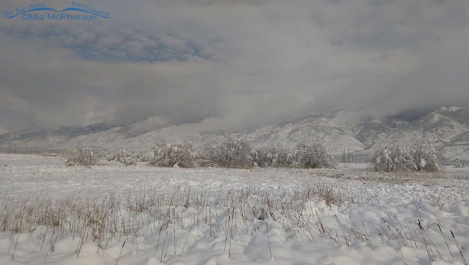 Fresh snow on the marsh at Farmington Bay WMA, Davis County, Utah