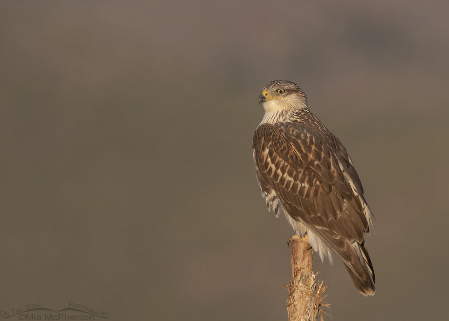 Ferruginous Hawk bathed in bright morning light, West Desert, Tooele County, Utah