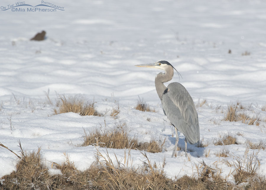 Great Blue Heron photographed on the Winter Solstice, Bear River Migratory Bird Refuge, Box Elder County, Utah