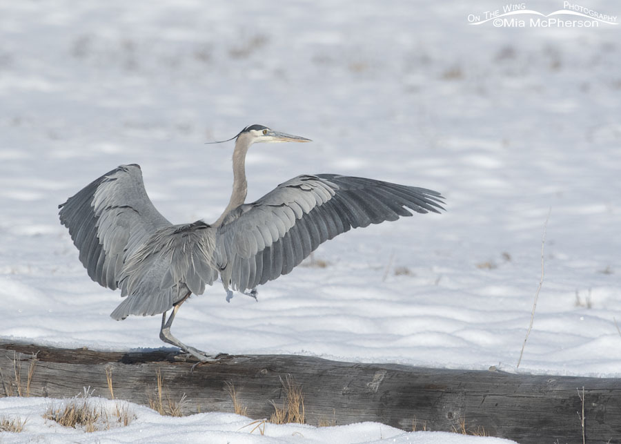 Winter Great Blue Heron landing on a log, Bear River Migratory Bird Refuge, Box Elder County, Utah