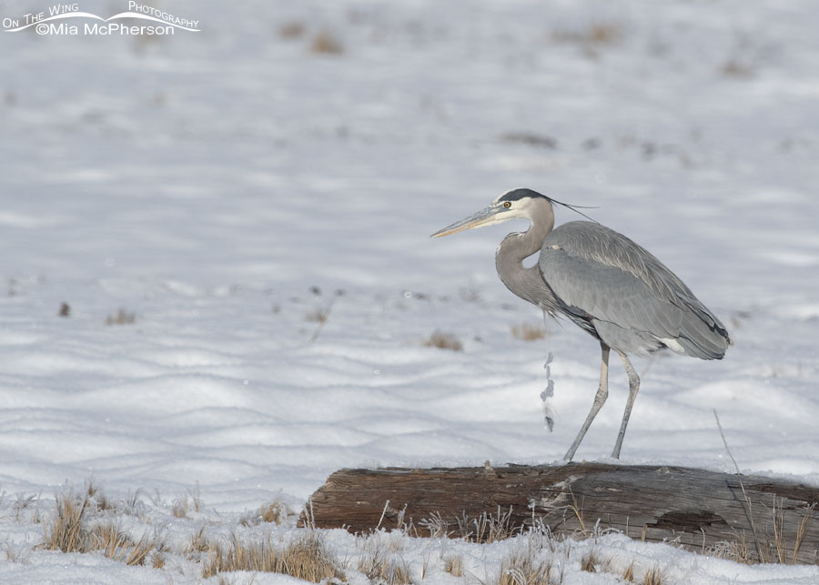 Winter Great Blue Heron with icy feathers hanging from its chest, Bear River Migratory Bird Refuge, Box Elder County, Utah