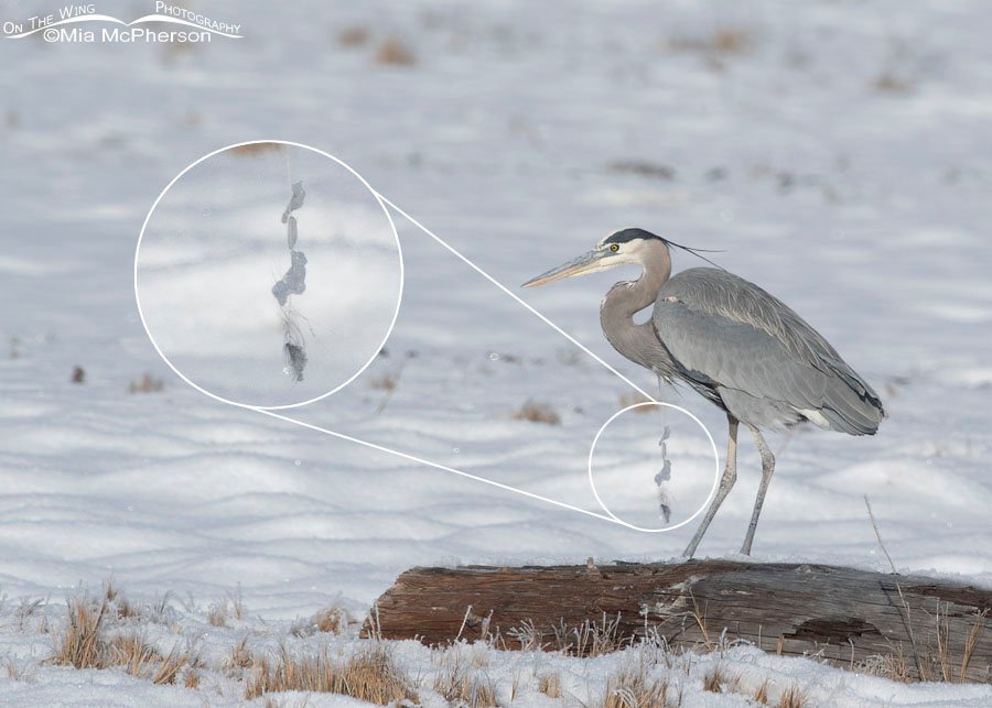 Winter Great Blue Heron with icy feathers hanging from its chest - Inset, Bear River Migratory Bird Refuge, Box Elder County, Utah