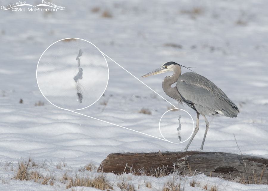 Winter Great Blue Heron with icy feathers hanging from its chest - Inset, Bear River Migratory Bird Refuge, Box Elder County, Utah