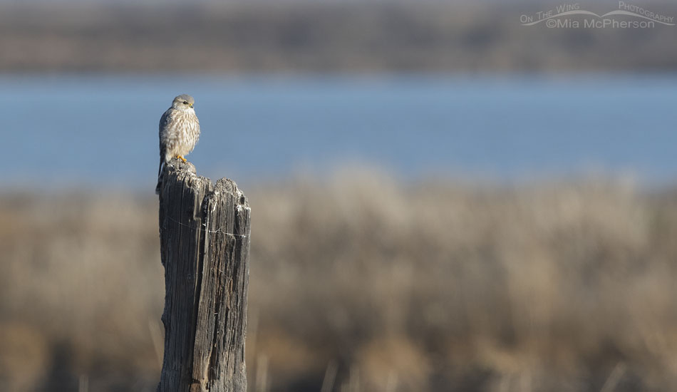 Merlin on a large wooden post, Bear River Migratory Bird Refuge, Box Elder County, Utah