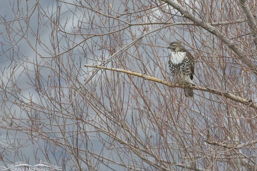 Immature Red-tailed Hawk with a big white bib, Farmington Bay WMA, Davis County, Utah