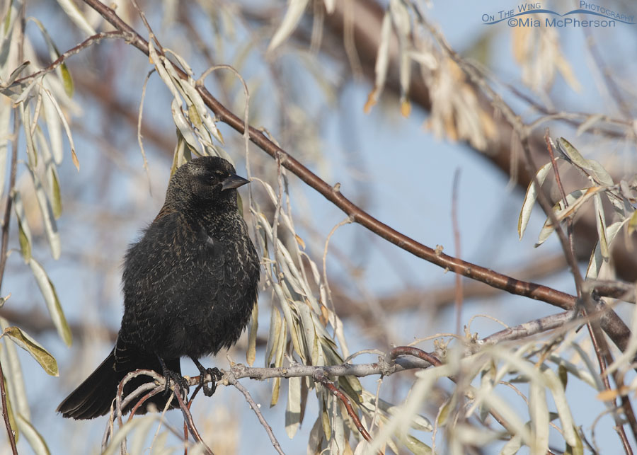 Hatch year male Red-winged Blackbird in a Russian Olive, Farmington Bay WMA, Davis County, Utah